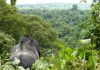 RDC : Appel à cesser toute activité pétrolière autour du plus vieux parc naturel d'Afrique. RDC : Appel à cesser toute activité pétrolière autour du plus vieux parc naturel d'Afrique.