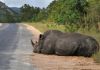 Rwanda : Le Rwanda réintroduit des rhinocéros dans un parc naturel