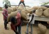 Ghana: Farmerline, l'application qui permet aux agriculteurs de voir grand Ghana: Farmerline, l'application qui permet aux agriculteurs de voir grand