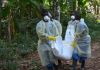 Ebola: l'intervention de la Croix-Rouge dans les rites funéraires a réduit l'épidémie Ebola: l'intervention de la Croix-Rouge dans les rites funéraires a réduit l'épidémie