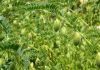 ABIDJAN :Des chercheurs entament une recherche sur la productivité des pois chiche en zones arides. ABIDJAN :Des chercheurs entament une recherche sur la productivité des pois chiche en zones arides.