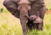 Congo Brazzaville : Plus de 60% de populations d’éléphants perdues dans le bassin du Congo. Congo Brazzaville : Plus de 60% de populations d’éléphants perdues dans le bassin du Congo.