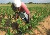 Afrique : Les monopoles d’État étouffent la croissance de l'agriculture Afrique : Les monopoles d’État étouffent la croissance de l'agriculture