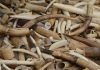 Côte d'Ivoire : Angelina Jolie va diriger un film sur la lutte contre le trafic d'ivoire. Côte d'Ivoire : Angelina Jolie va diriger un film sur la lutte contre le trafic d'ivoire.